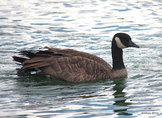 Canada Goose (canadensis Group), ML33448661