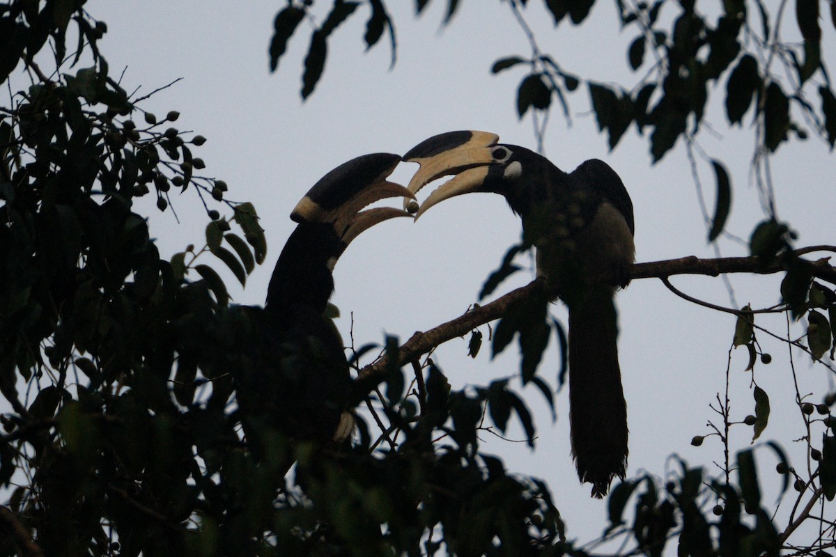 Malabar Pied-Hornbill - Kalyan Varma