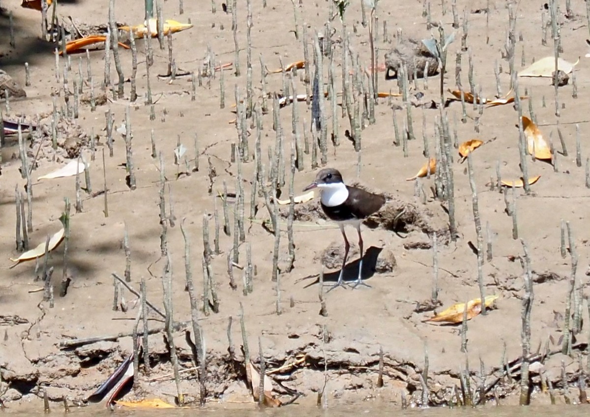 Red-kneed Dotterel - ML334488891