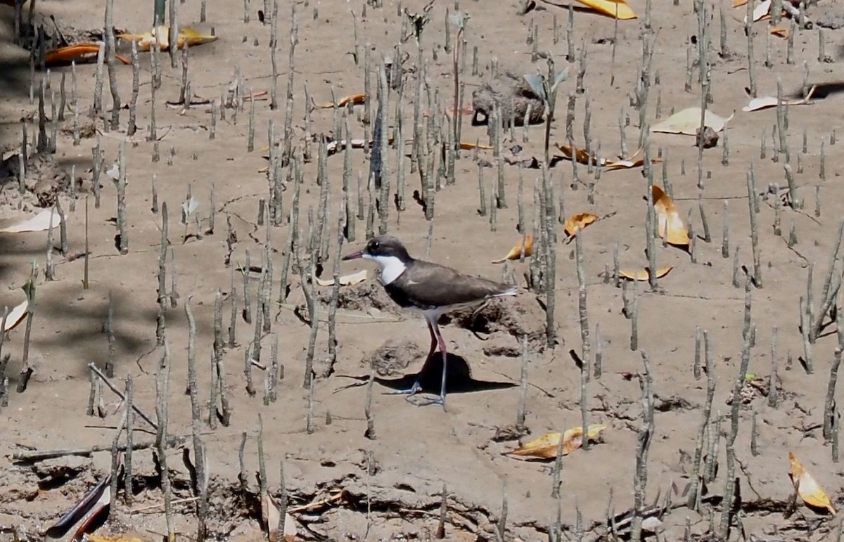 Red-kneed Dotterel - ML334488901
