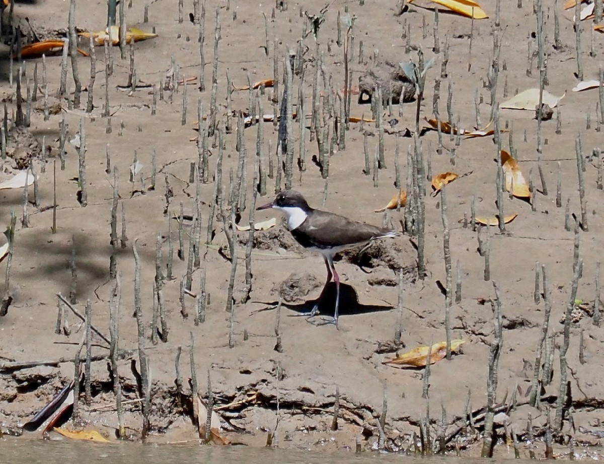 Red-kneed Dotterel - ML334488931