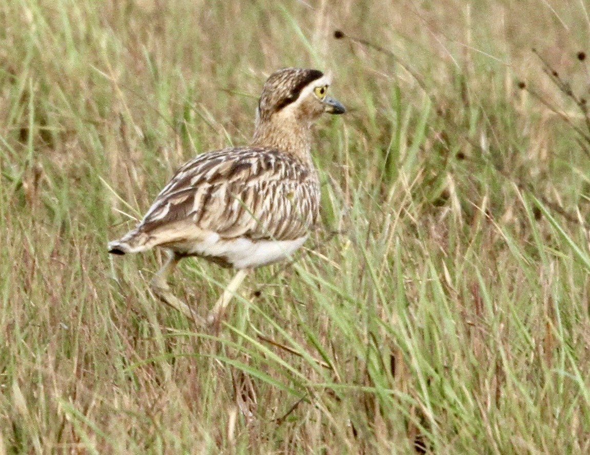 Double-striped Thick-knee - ML334489711