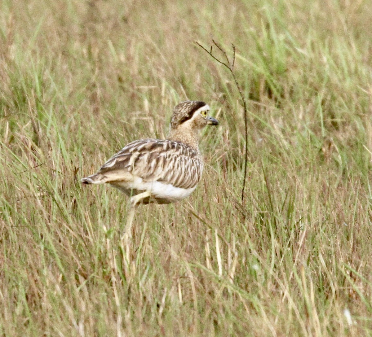 Double-striped Thick-knee - Connie Lintz