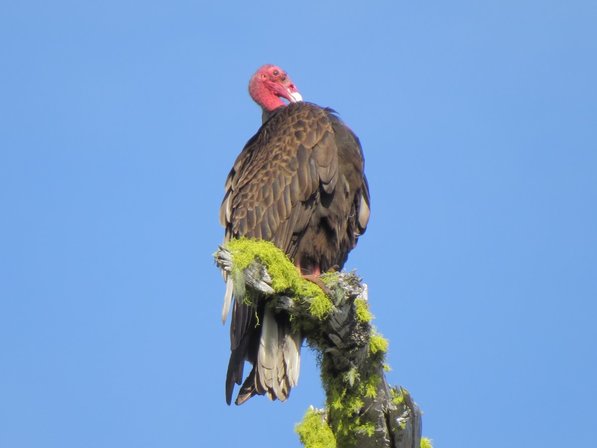 Turkey Vulture - Matthew Hunter