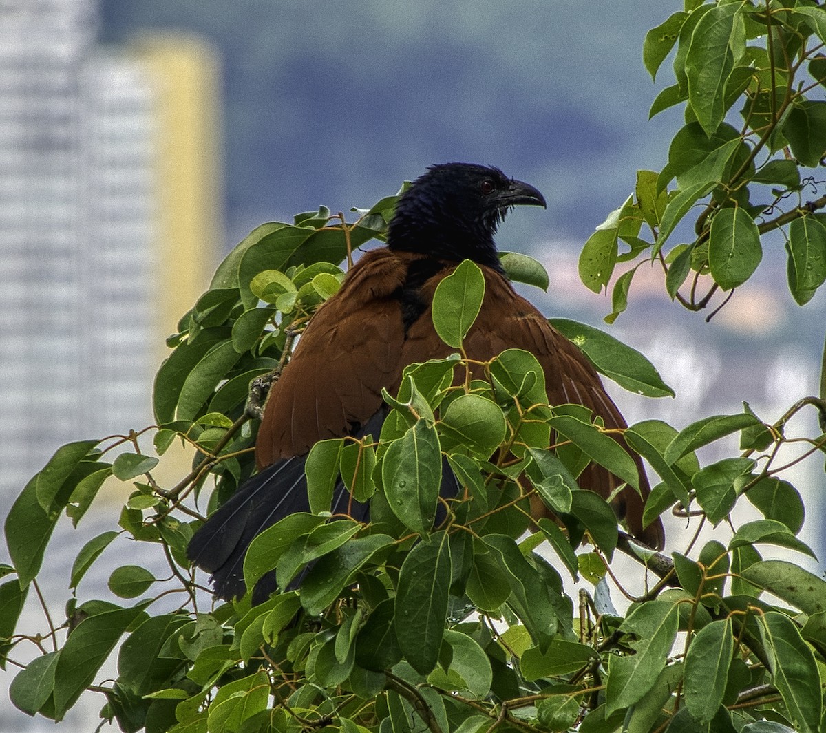 Greater Coucal - ML334494461