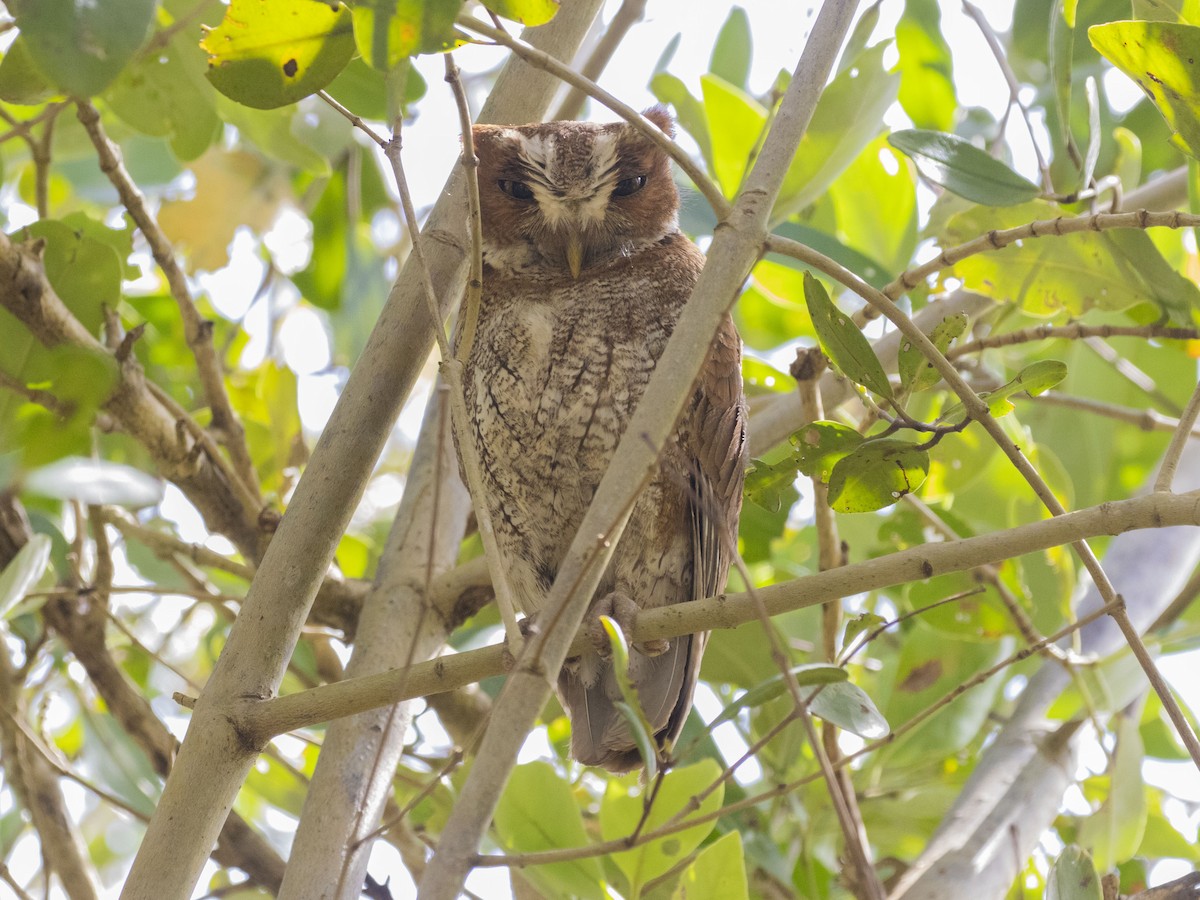 Puerto Rican Owl - Amarilys Lebron