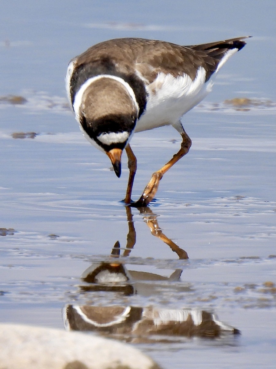 Semipalmated Plover - ML334498881