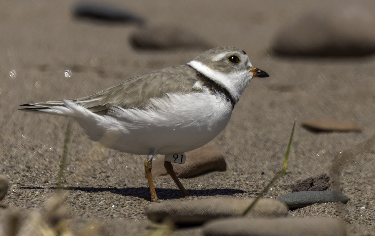 Piping Plover - ML334499081