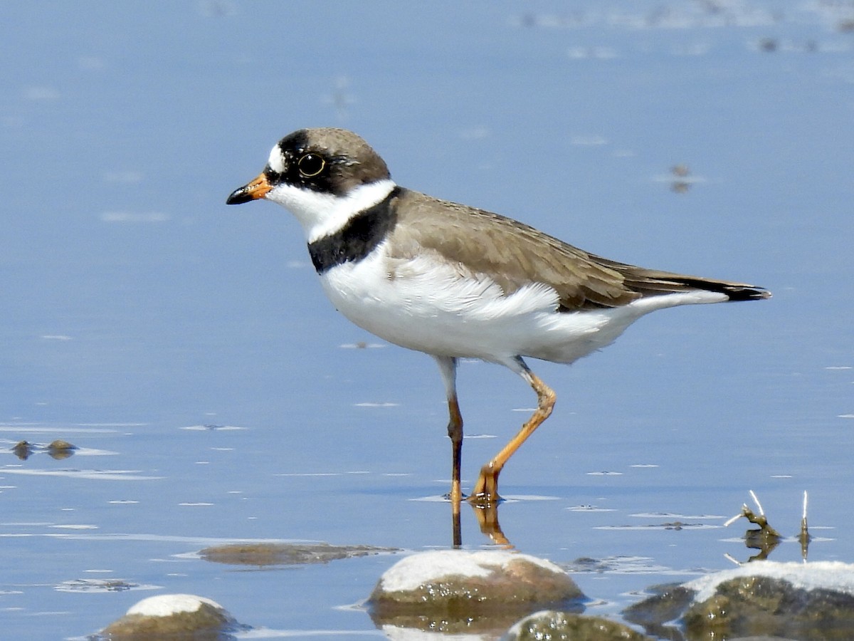 Semipalmated Plover - ML334503101
