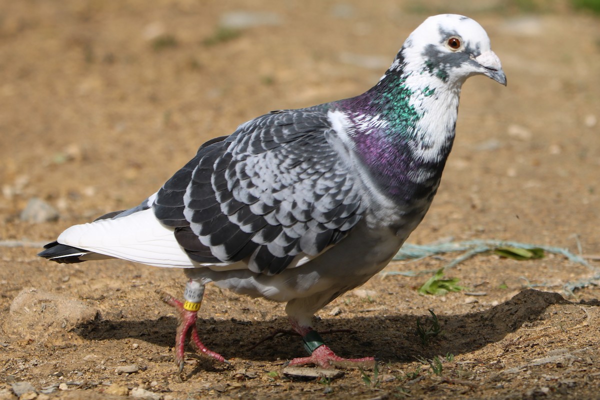Rock Pigeon (Feral Pigeon) - ML334503851