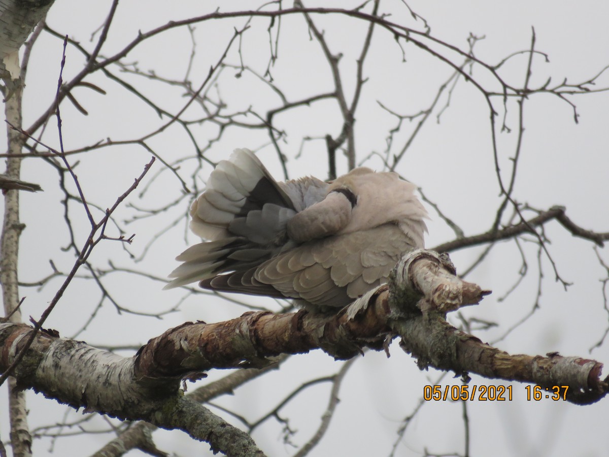 Eurasian Collared-Dove - Langis Sirois