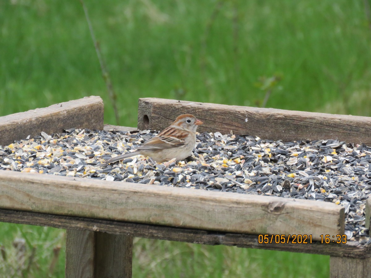 Field Sparrow - ML334505351