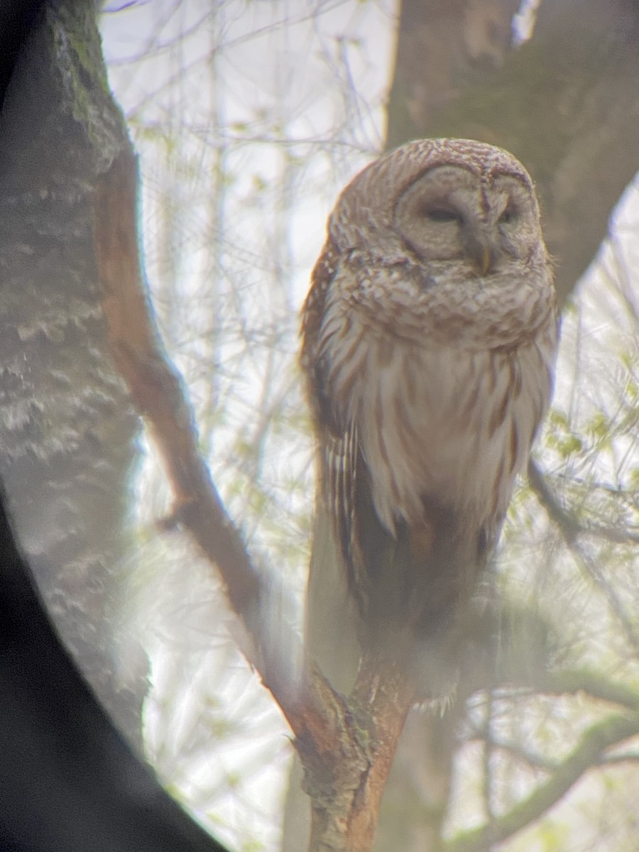 Barred Owl - ML334515441