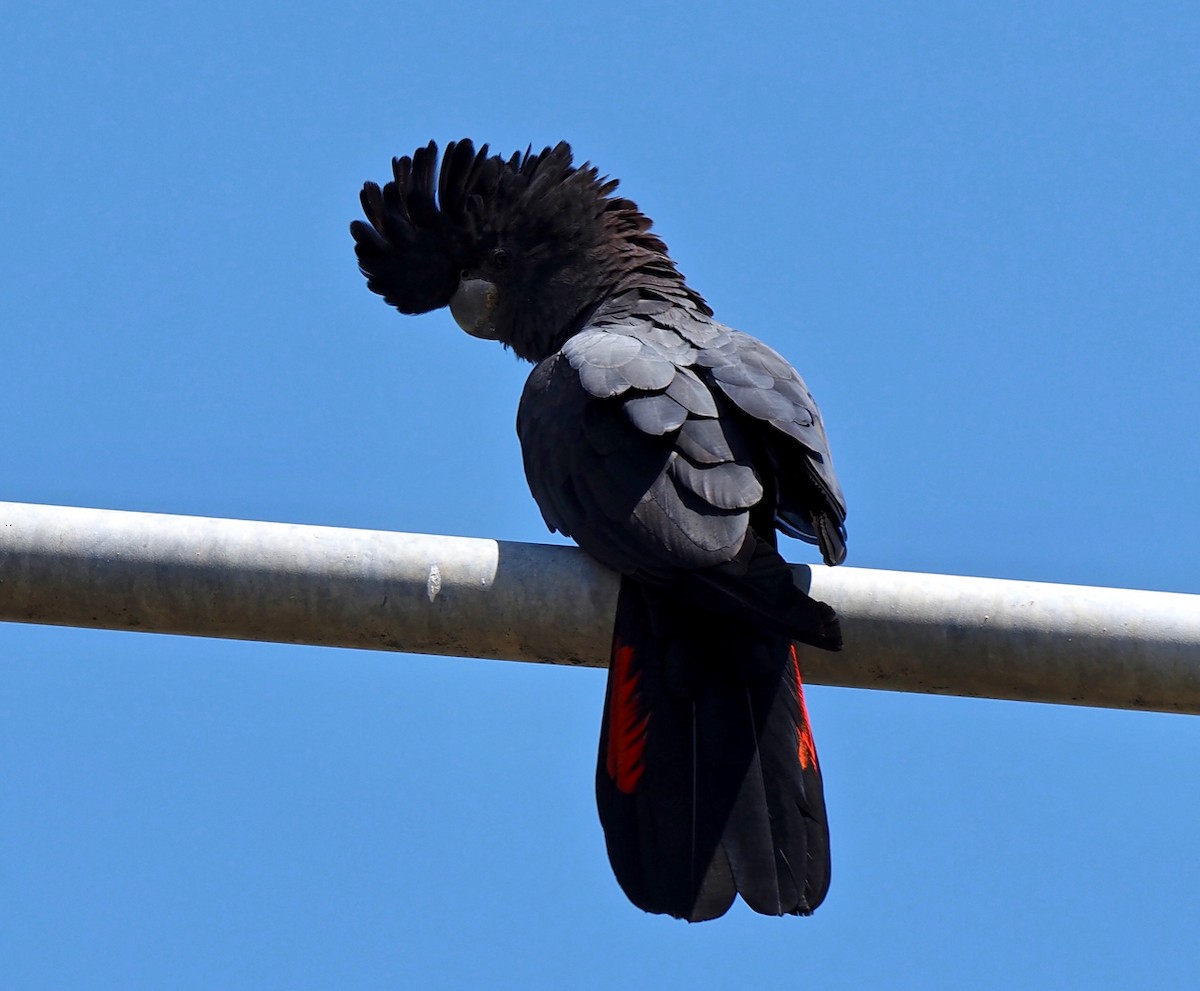 Red-tailed Black-Cockatoo - ML334518121