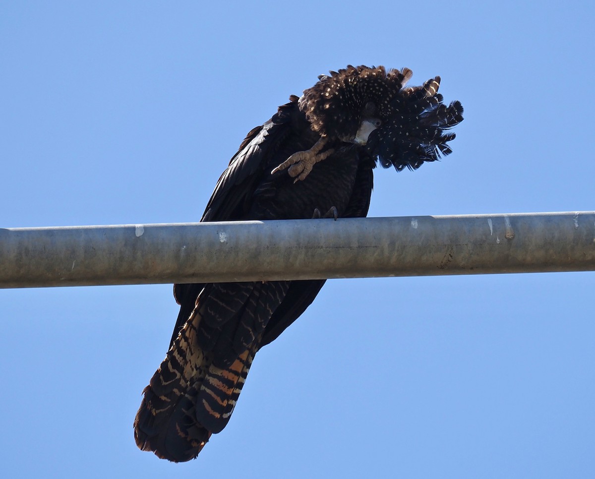 Red-tailed Black-Cockatoo - ML334518131