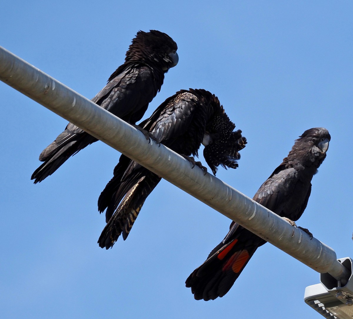 Red-tailed Black-Cockatoo - ML334518151