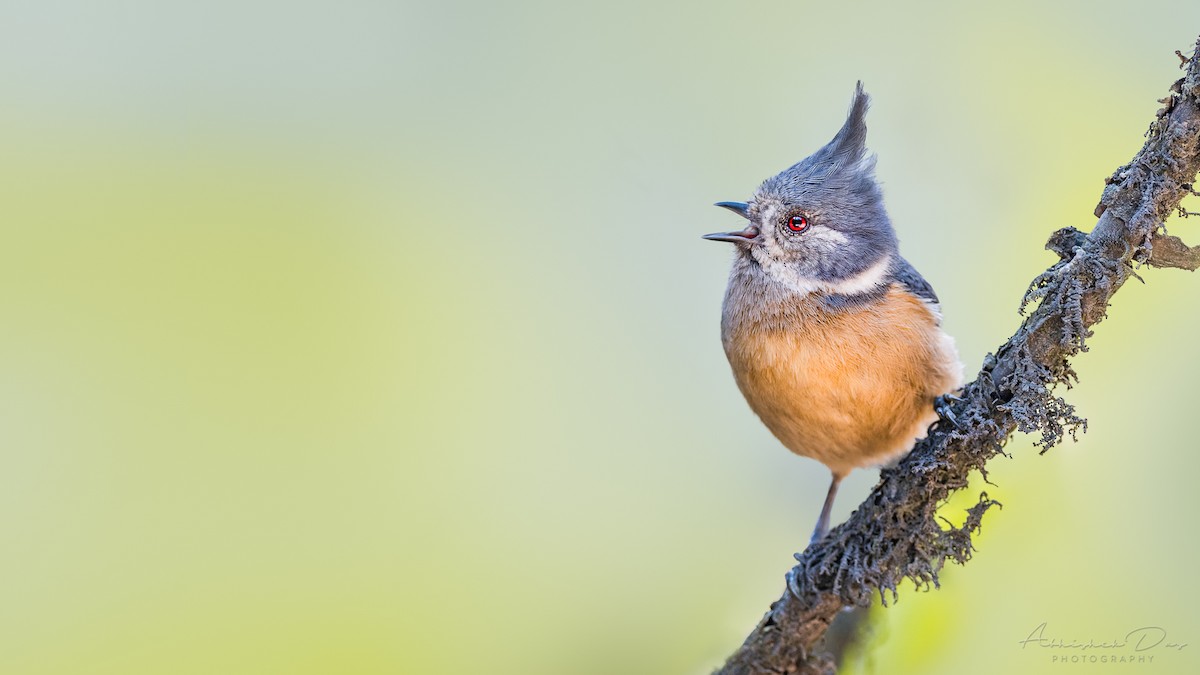 Gray-crested Tit - ML334521861