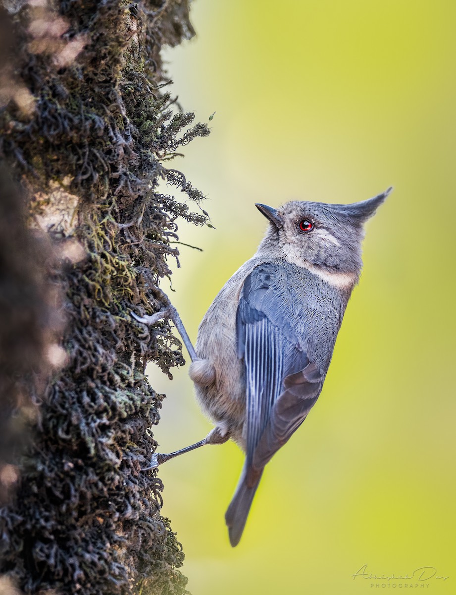 Gray-crested Tit - ML334521881
