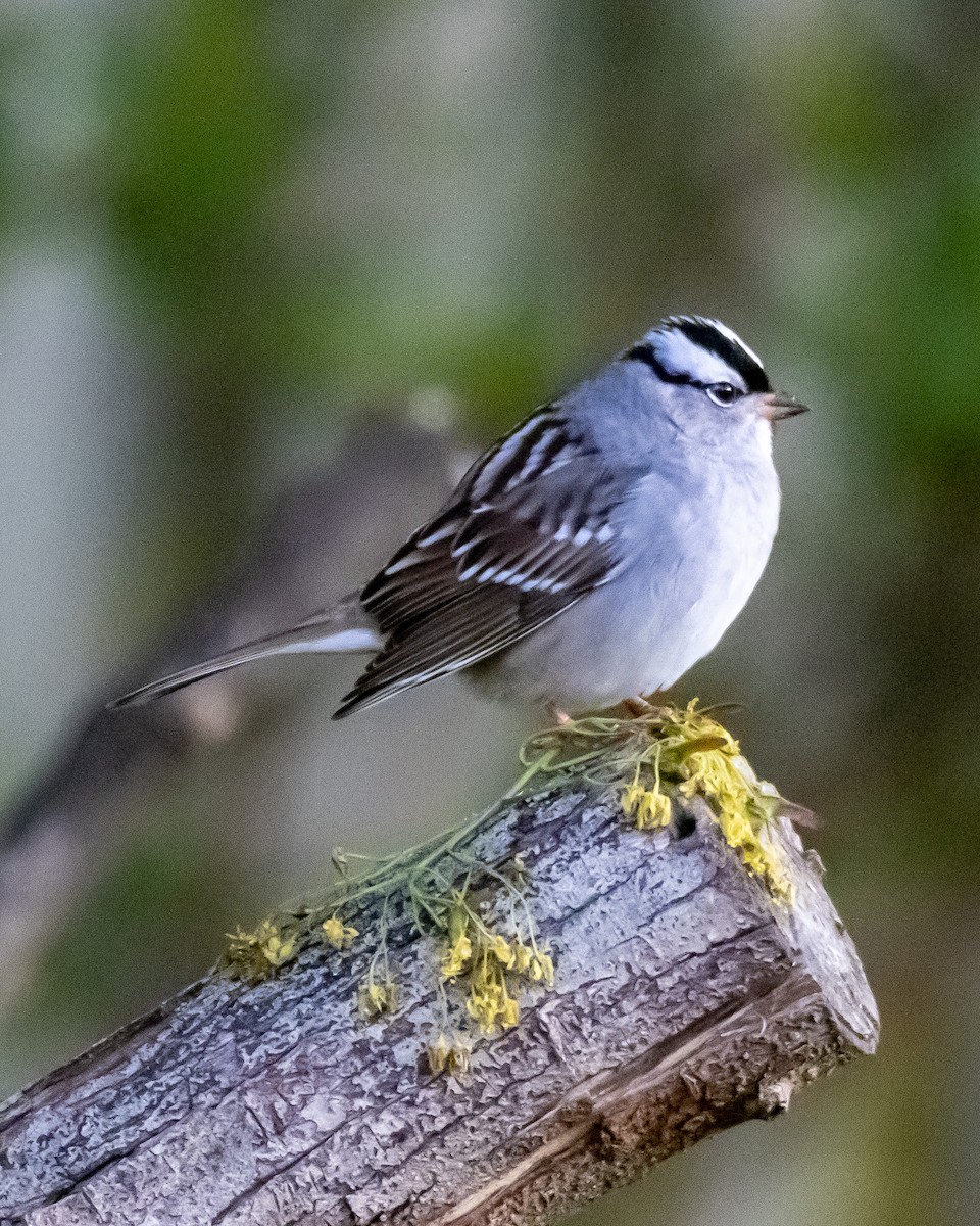 White-crowned Sparrow - Kelly White