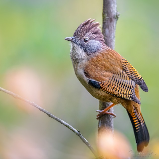 Hoary-throated Barwing - eBird