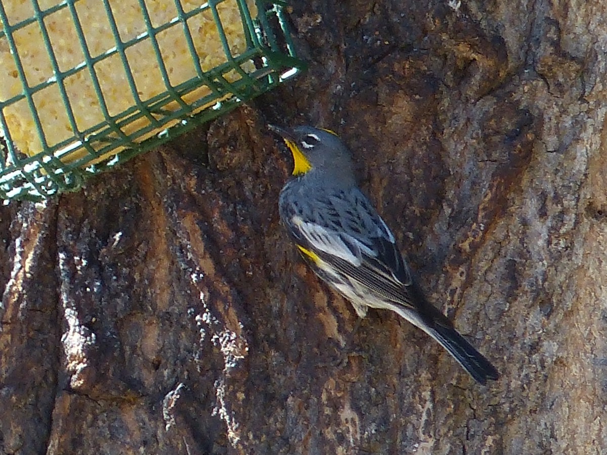 Yellow-rumped Warbler (Audubon's) - ML334526791