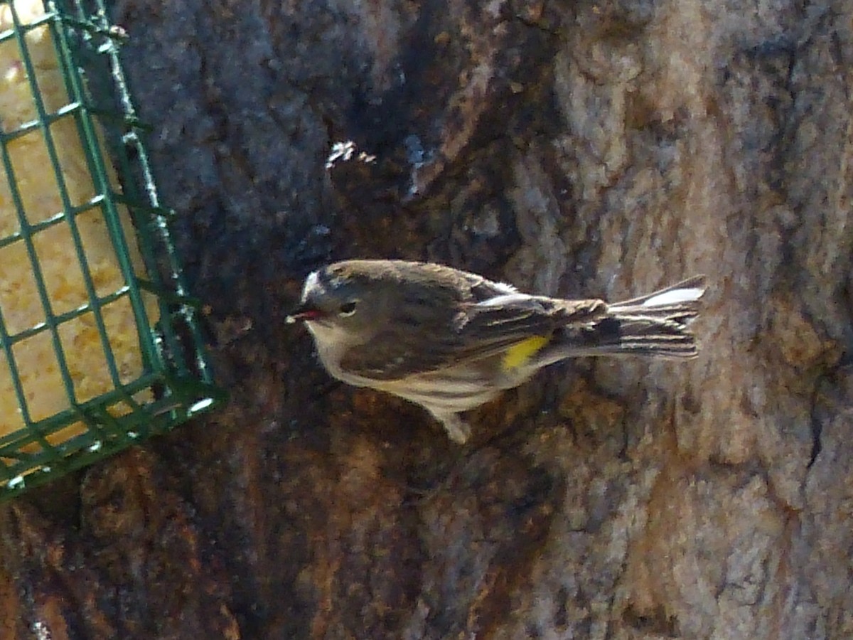 Yellow-rumped Warbler (Audubon's) - ML334526811