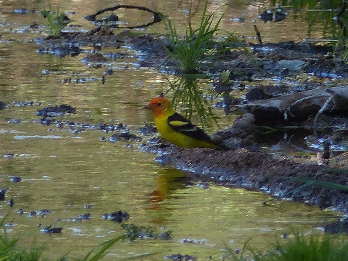 Western Tanager - ML334526891