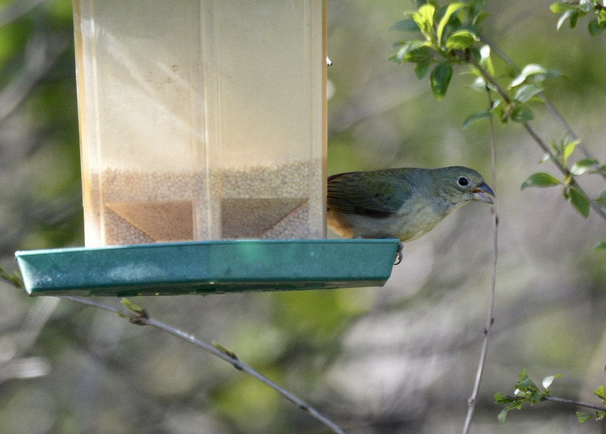 Painted Bunting - ML334528551