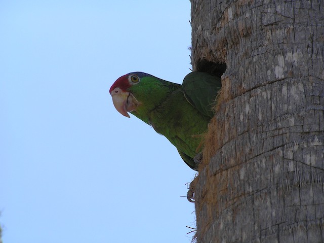 Bird in cavity in palm tree. - Red-crowned Parrot - 