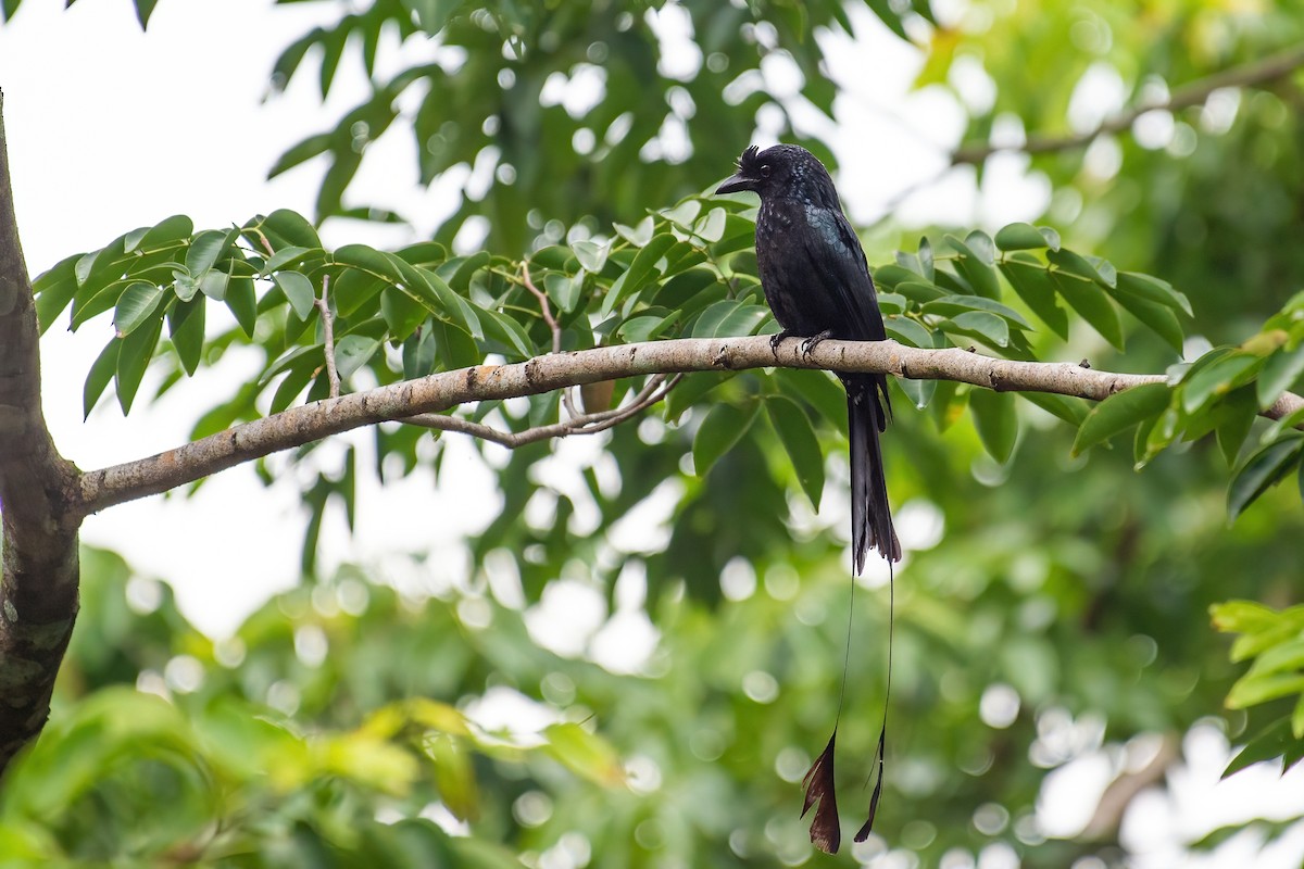 Greater Racket-tailed Drongo - ML334538991