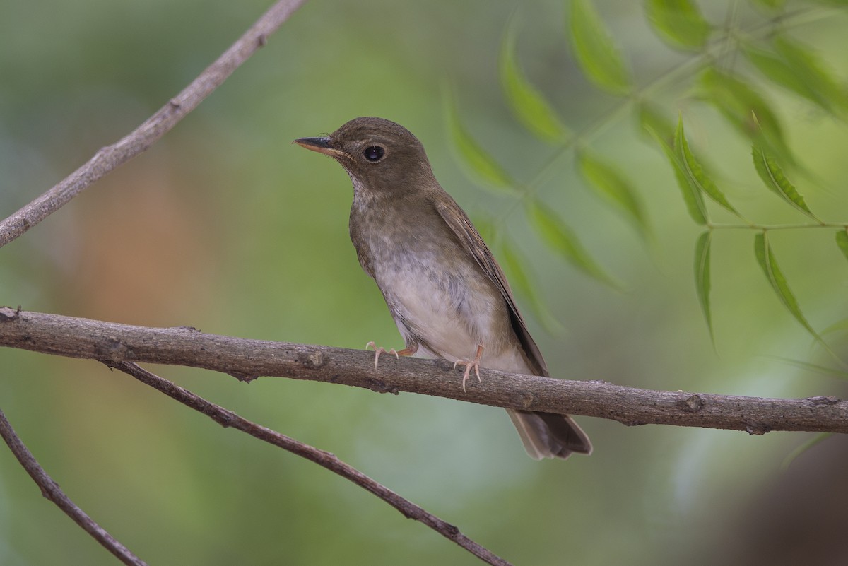 Brown-chested Jungle Flycatcher - Wachara  Sanguansombat