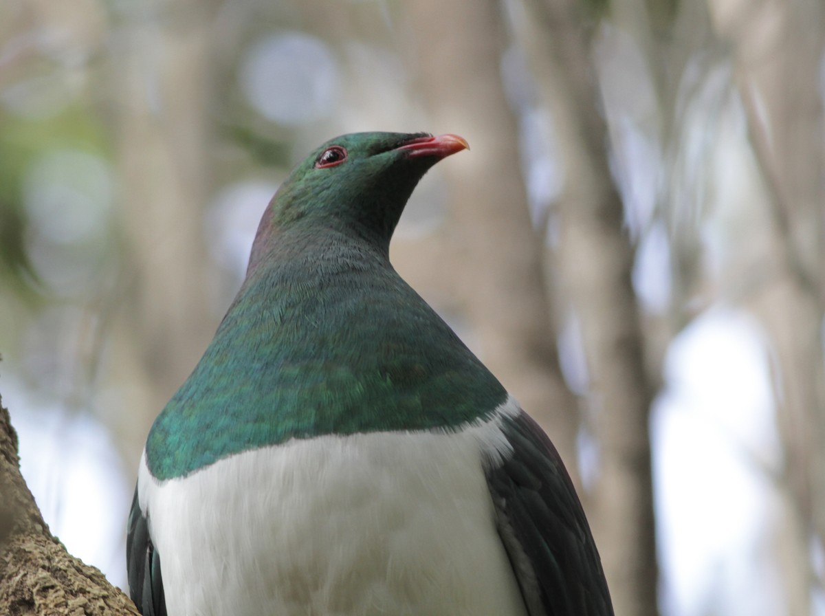 New Zealand Pigeon - Alex Wiebe