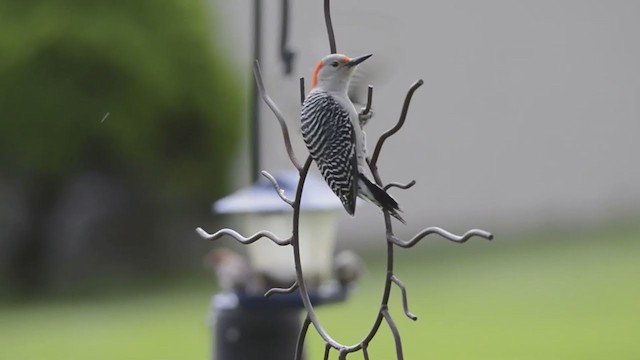 Red-bellied Woodpecker - ML334546331