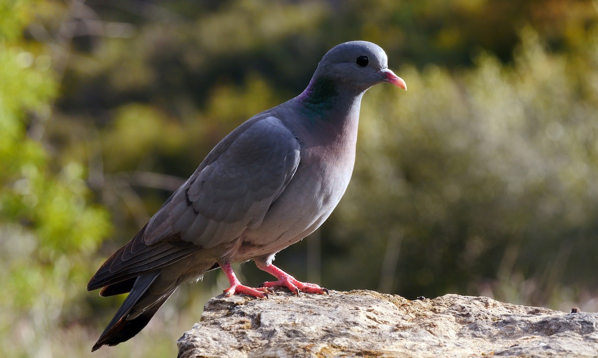 Pigeon colombin - ML334548621