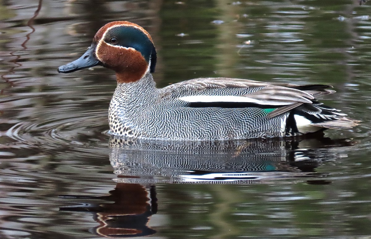 Green-winged Teal - ML334552711