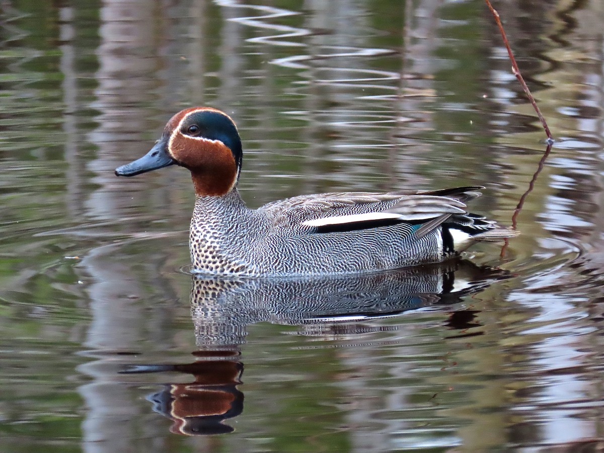 Green-winged Teal - ML334552841