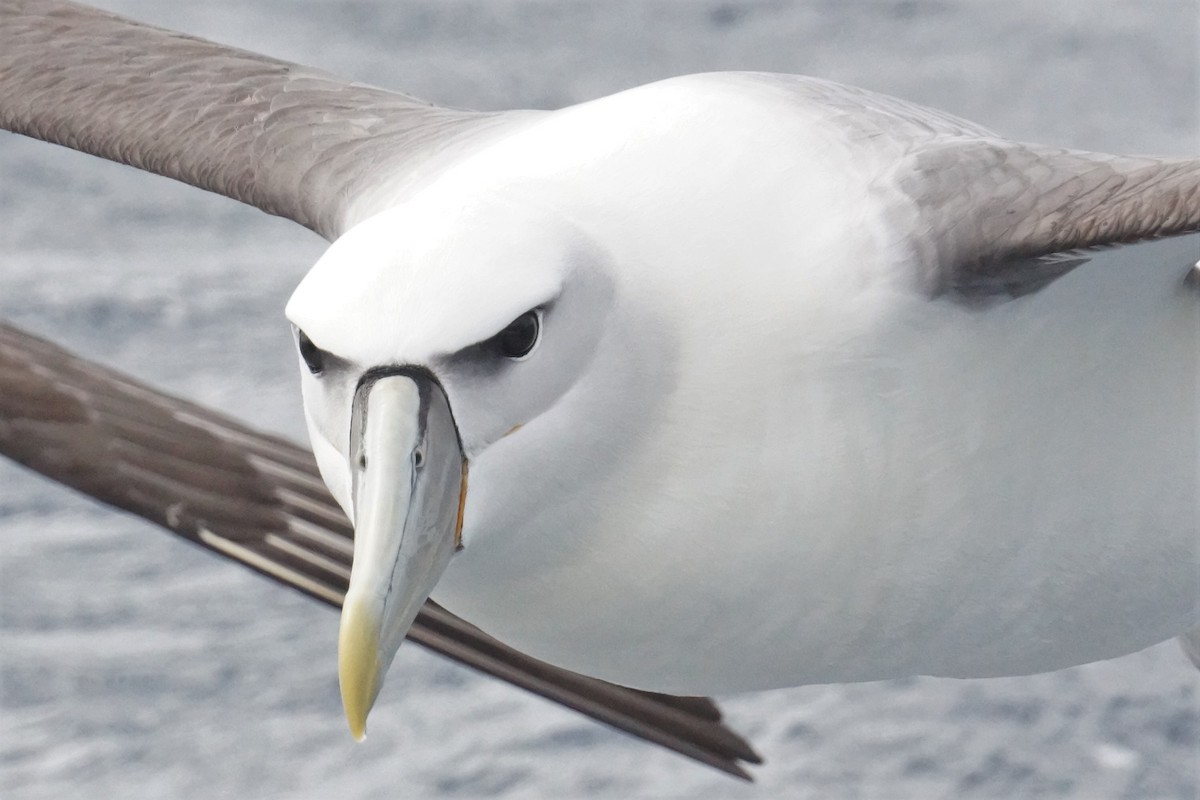 White-capped Albatross (steadi) - ML334555131
