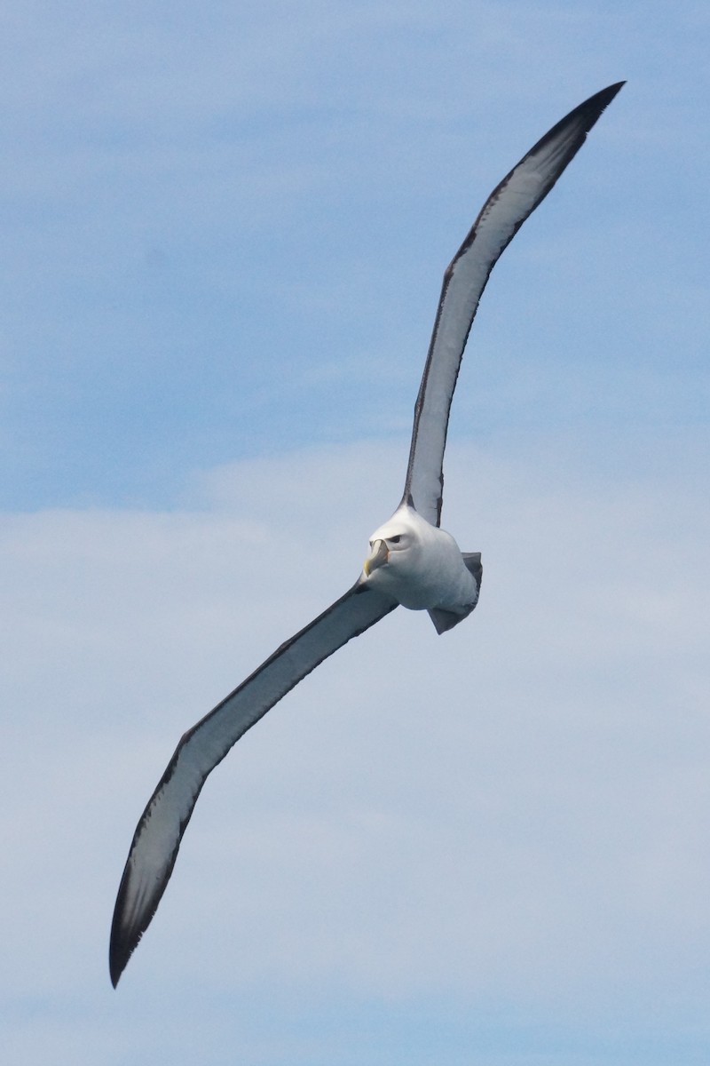 White-capped Albatross (steadi) - ML334555141