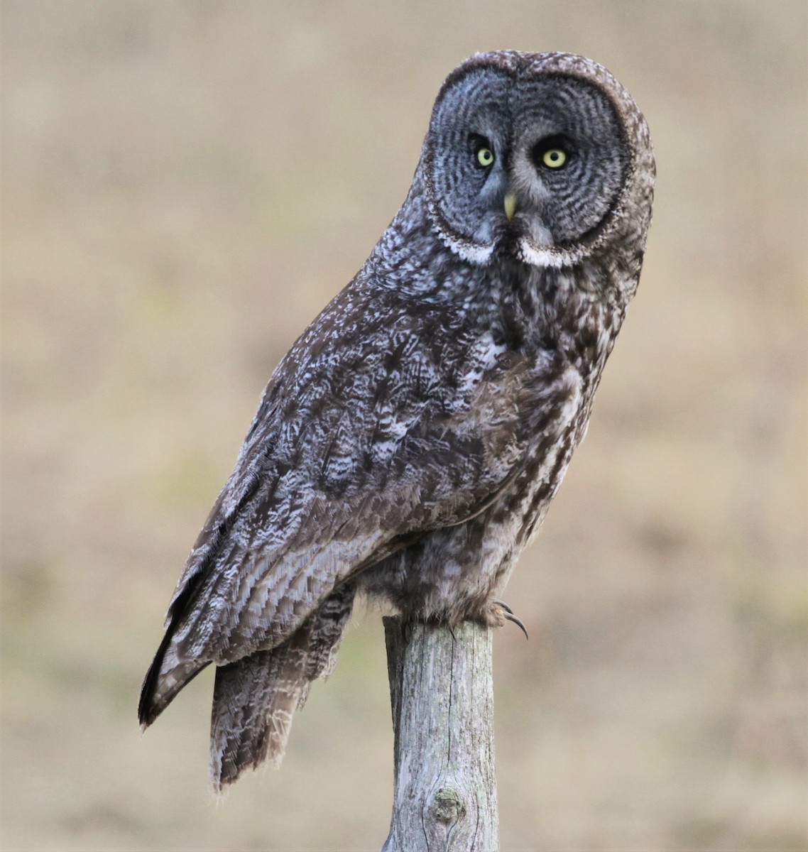Great Gray Owl - ML334557001