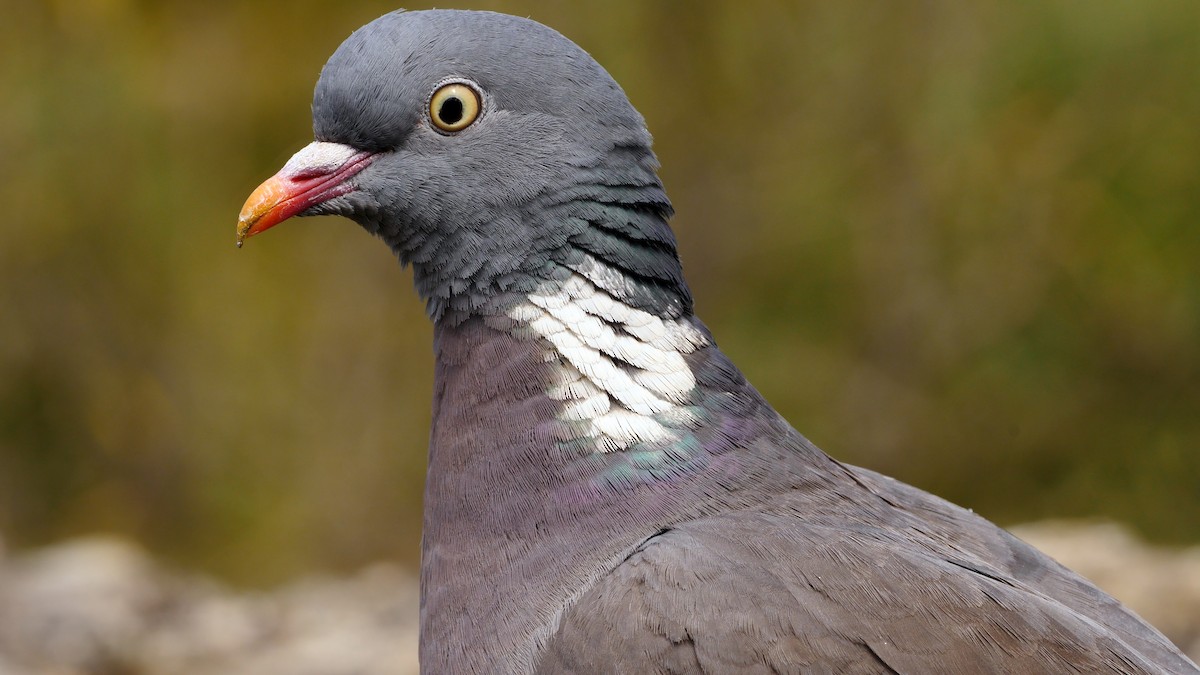 Common Wood-Pigeon - Josep del Hoyo