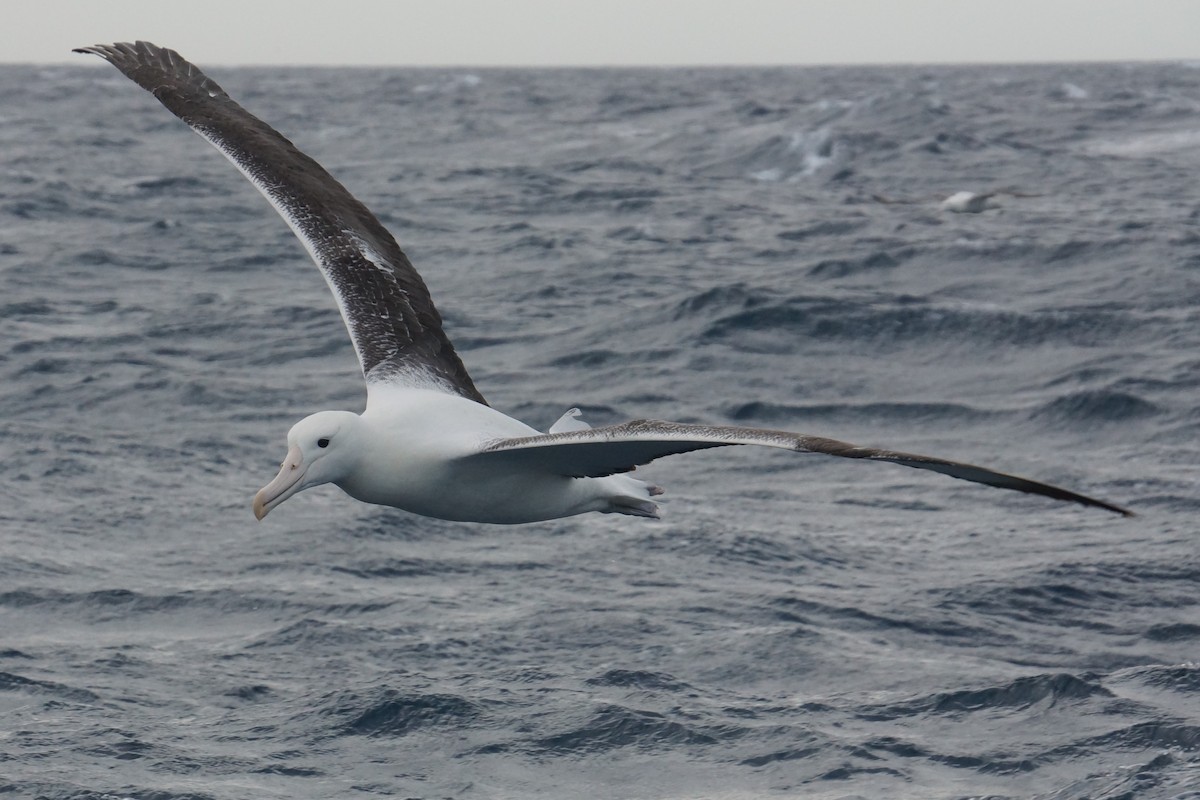 Northern Royal Albatross - ML334559541