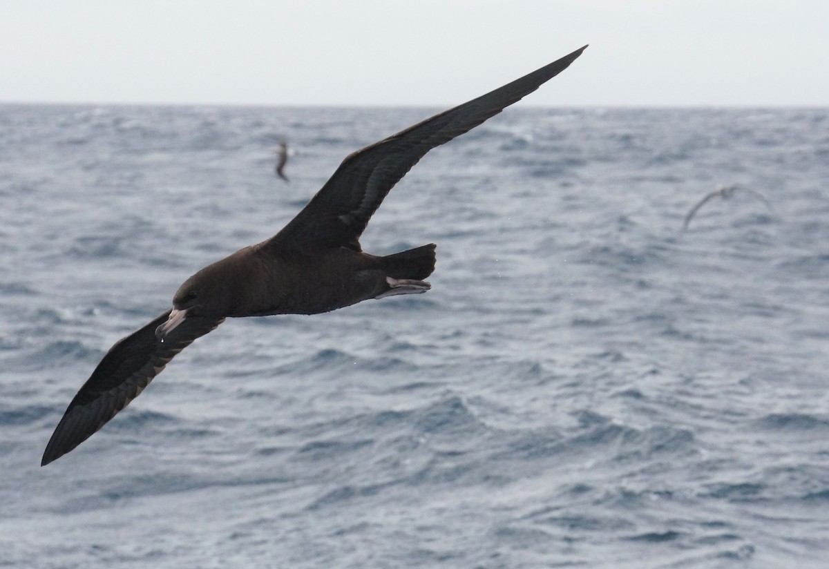 Flesh-footed Shearwater - ML334559871