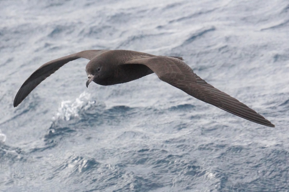 Flesh-footed Shearwater - ML334559961