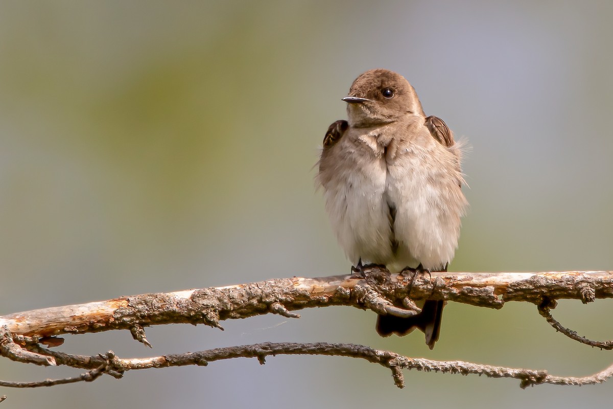 Northern Rough-winged Swallow - Matthew Plante