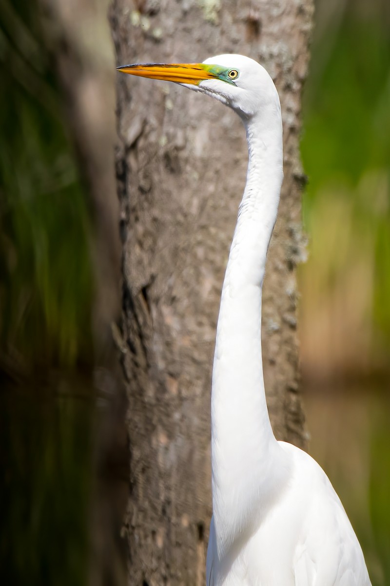 Great Egret - Matthew Plante