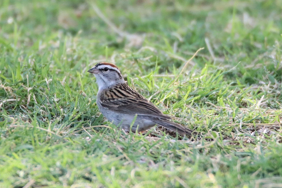 Chipping Sparrow - ML334567561