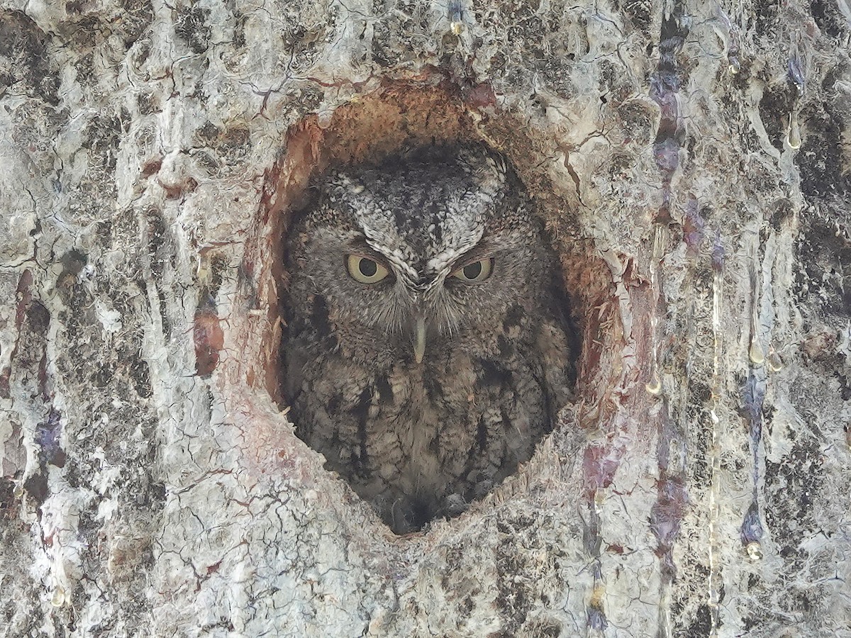 Eastern Screech-Owl - Jane Mann