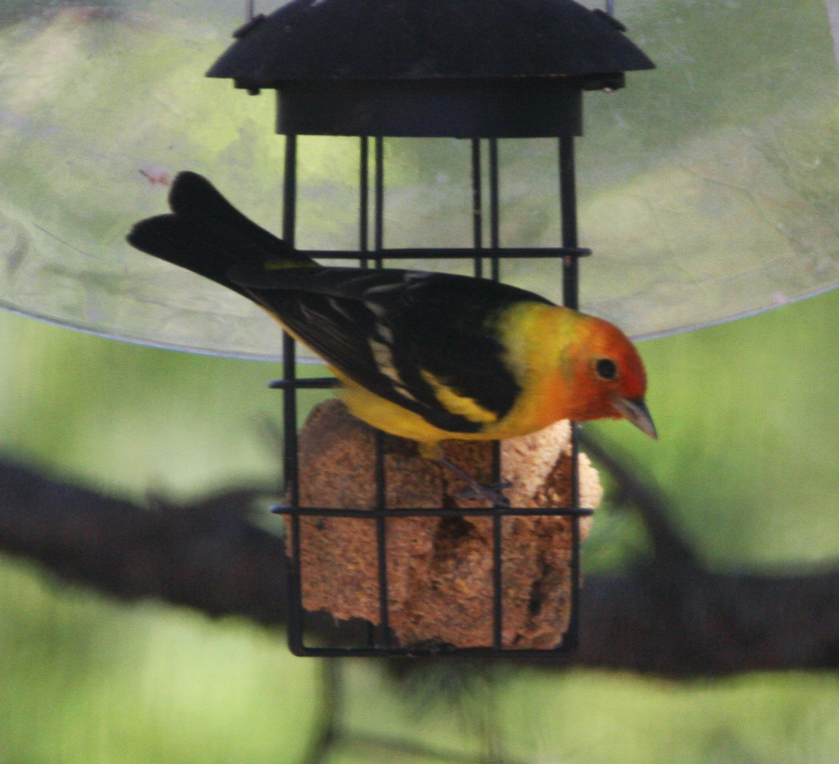 Western Tanager - ML334572821