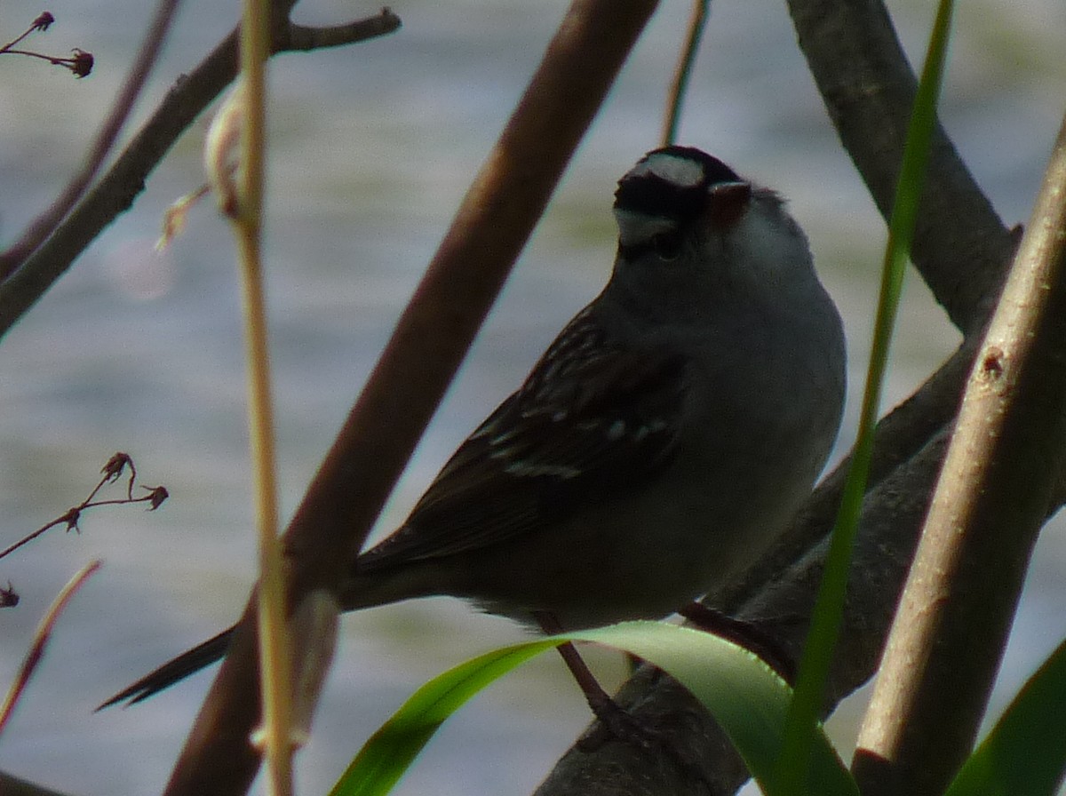 White-crowned Sparrow - ML334576281