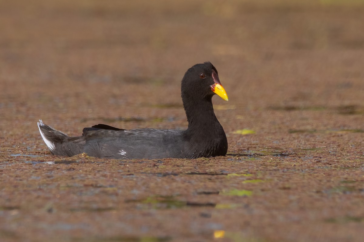 Red-fronted Coot - ML334582401